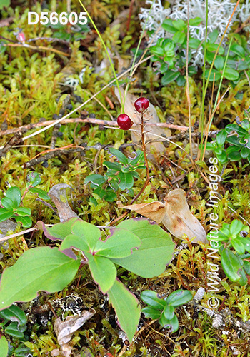 Canada Mayflower (Maianthemum canadense)